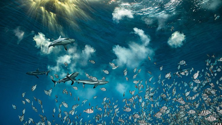 Blancpain Ocean Commitment