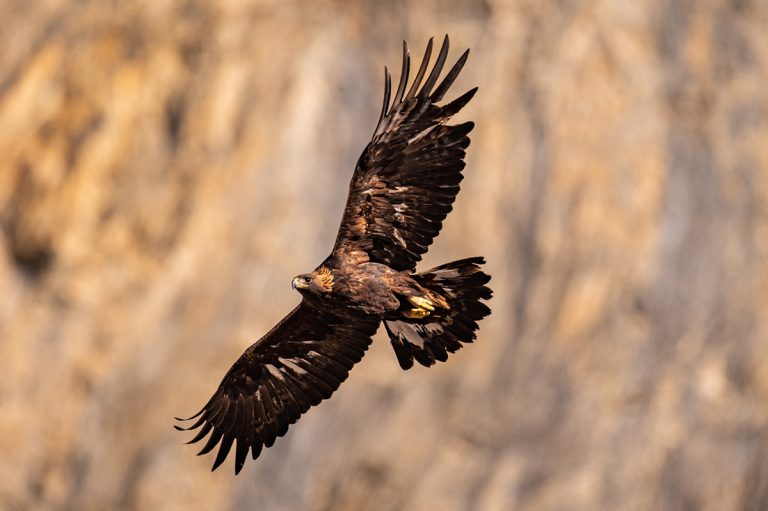La Fundación Alpine Eagle lleva a cabo una nueva misión científica para la conservación del águila real que durará cuatro años