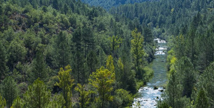 Cartier for Nature es una iniciativa filantrópica creada por la propia marca para apoyar la conservación y restauración de los ecosistemas naturales y la biodiversidad, cuya misión es ayudar a conservar y restaurar la biodiversidad y los ecosistemas sanos en beneficio de la naturaleza y de las personas.