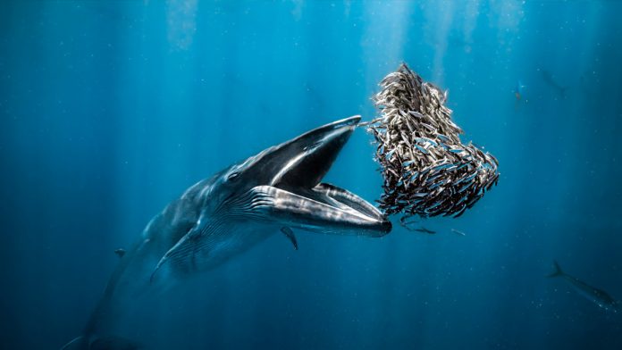 Rafael Fernández Caballero -submarinista, fotógrafo y embajador de la marca Alpina- es nombrado Ocean Photographer of the Year 2024 Rafael Fernández Caballero -submarinista, fotógrafo y embajador de la marca Alpina- es nombrado Ocean Photographer of the Year 2024